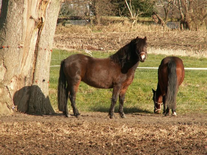 Dartmoor Muehlenmoor Sandrina billede 5