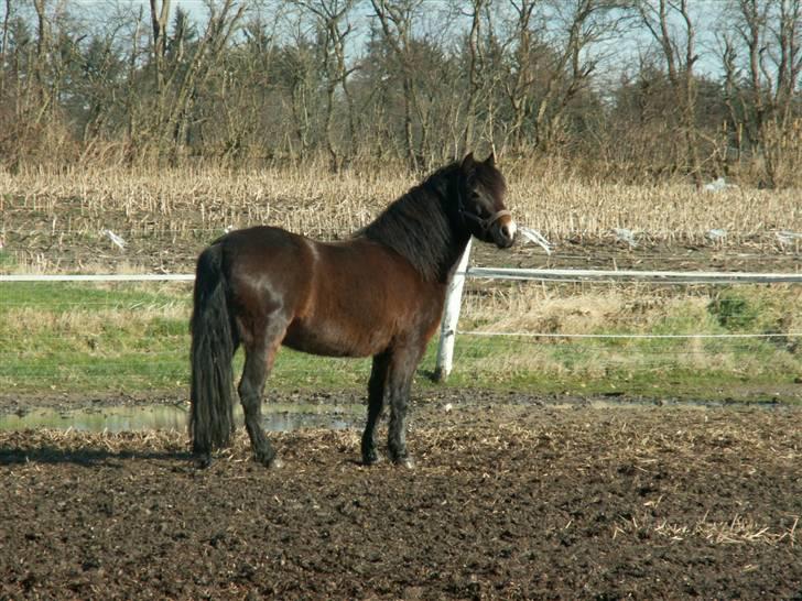 Dartmoor Muehlenmoor Sandrina billede 7