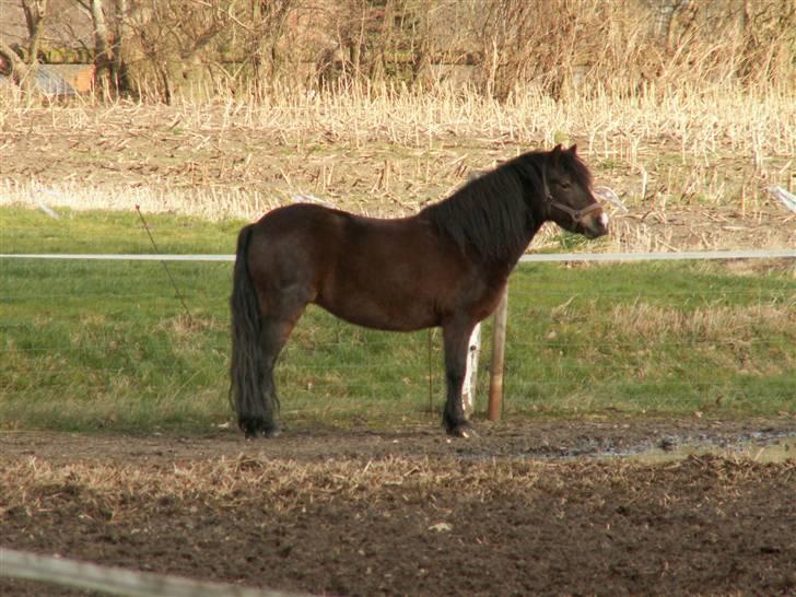 Dartmoor Muehlenmoor Sandrina billede 8
