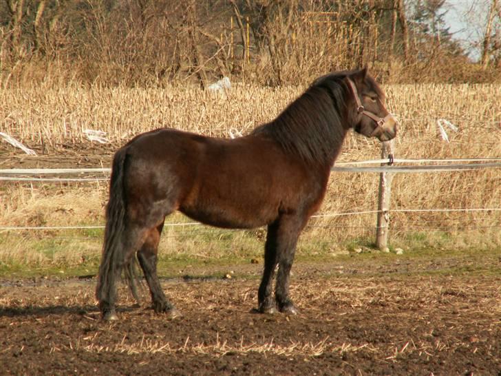 Dartmoor Muehlenmoor Sandrina billede 9