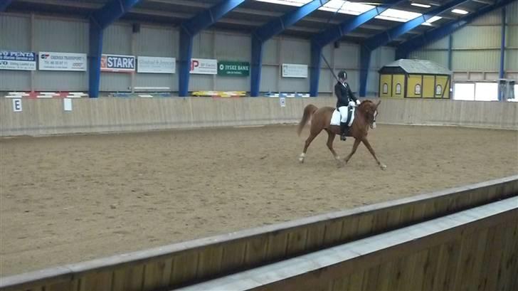 Anden særlig race 33> Scherzo <33 Solgt :´( - LA2 Djuersland rideklub<3 billede 8