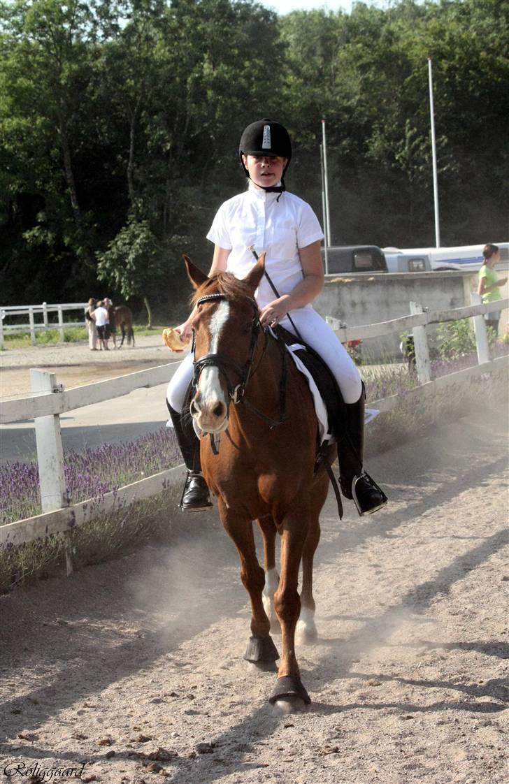 Anden særlig race 33> Scherzo <33 Solgt :´( billede 9