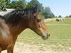 New Forest /Pinto   Celine -  Cille  [Himmelhest]