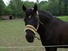 Anden særlig race Black Beauty  [Tidl. hest]