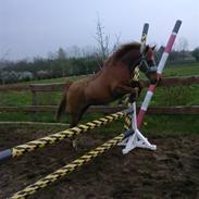 Anden særlig race Moonstar