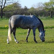 Anden særlig race Chico
