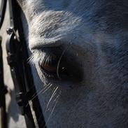 Anden særlig race Chico