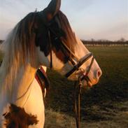 Anden særlig race Zitta Christensen SOLGT!