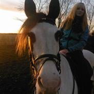 Anden særlig race Zitta Christensen SOLGT!