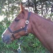 Anden særlig race Dinky Girl