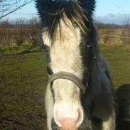 Irish Cob Molan