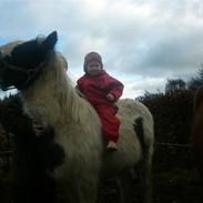 Irish Cob Molan