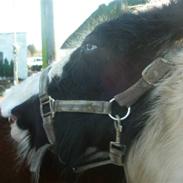 Irish Cob Molan