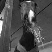 Dansk Varmblod Bandit