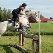 Arabisk fuldblod (OX) Estelle