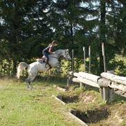Arabisk fuldblod (OX) Estelle