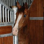 Hollandsk Sportspony Baltasar-DEN BEDSTE-R.I.P