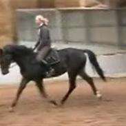 Dansk Varmblod Fraiser