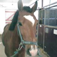 New Forest Memory (Himmelhest)