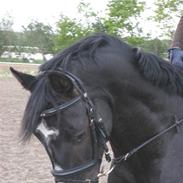 Hannoveraner Der MärchenPrinz SOLGT