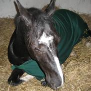 Hannoveraner Der MärchenPrinz SOLGT