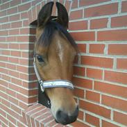 Arabisk fuldblod (OX) McAdoo ox Solgt