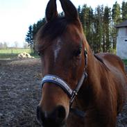 Arabisk fuldblod (OX) McAdoo ox Solgt