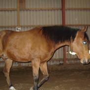 Arabisk fuldblod (OX) McAdoo ox Solgt