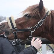 Welsh Pony (sec B) O'malley - Gamle hest