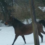 Anden særlig race shadow