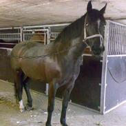 Anden særlig race Diaz