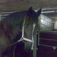 Anden særlig race Diaz