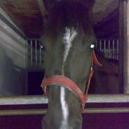 Anden særlig race Diaz