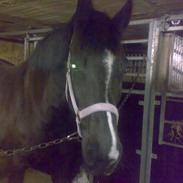 Anden særlig race Diaz