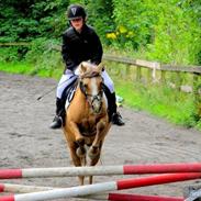 Palomino Ronja <3 aflivet :(