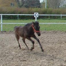 Anden særlig race Noél...Solgt