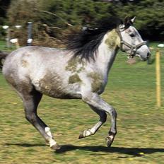 Anden særlig race Josephine´s Prins