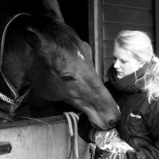 Dansk Varmblod Dalgårdens Coco-Pop R.I.P