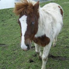 Pinto Djina <3 "Byttet" :/