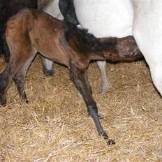 Anden særlig race Surprise *SOLGT*