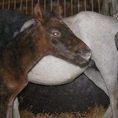 Anden særlig race Surprise *SOLGT*