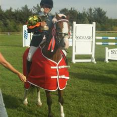 Welsh Pony (sec B) Fokus | B-pony | SOLGT!