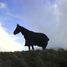 Traver Hera Waltz (SOLGT)