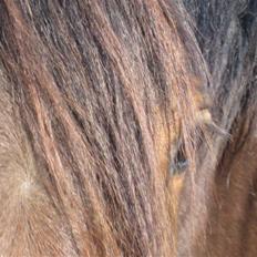 Dansk Varmblod Landlyst Landia