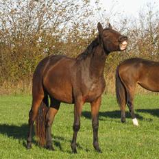 Dansk Varmblod Landlyst Landia