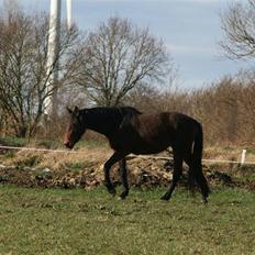 Dansk Varmblod Landlyst Landia
