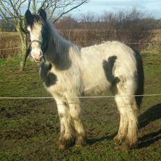Irish Cob Molan