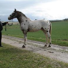 Knabstrupper Skalgårdens Picasso solgt RIP