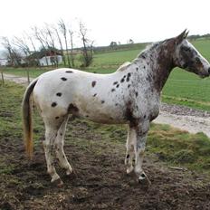 Knabstrupper Skalgårdens Picasso solgt RIP