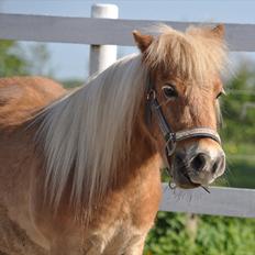 Shetlænder Mosbækmindes Pricilla